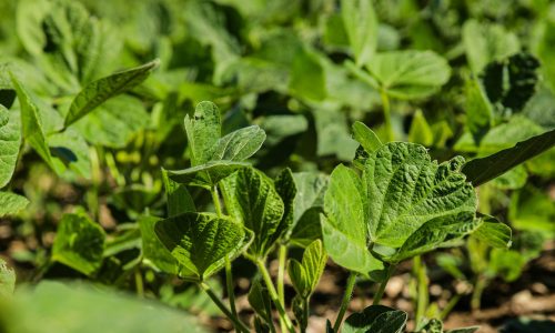 Soy plants Photo by Hannah Shedrow on Unsplash