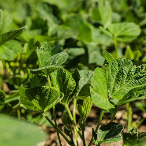 Soy plants Photo by Hannah Shedrow on Unsplash