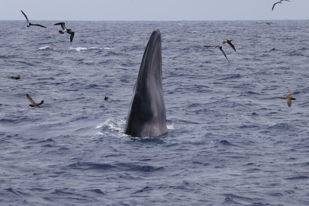 Rugvin walvis