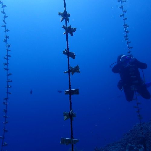 Rope nurseries REACT