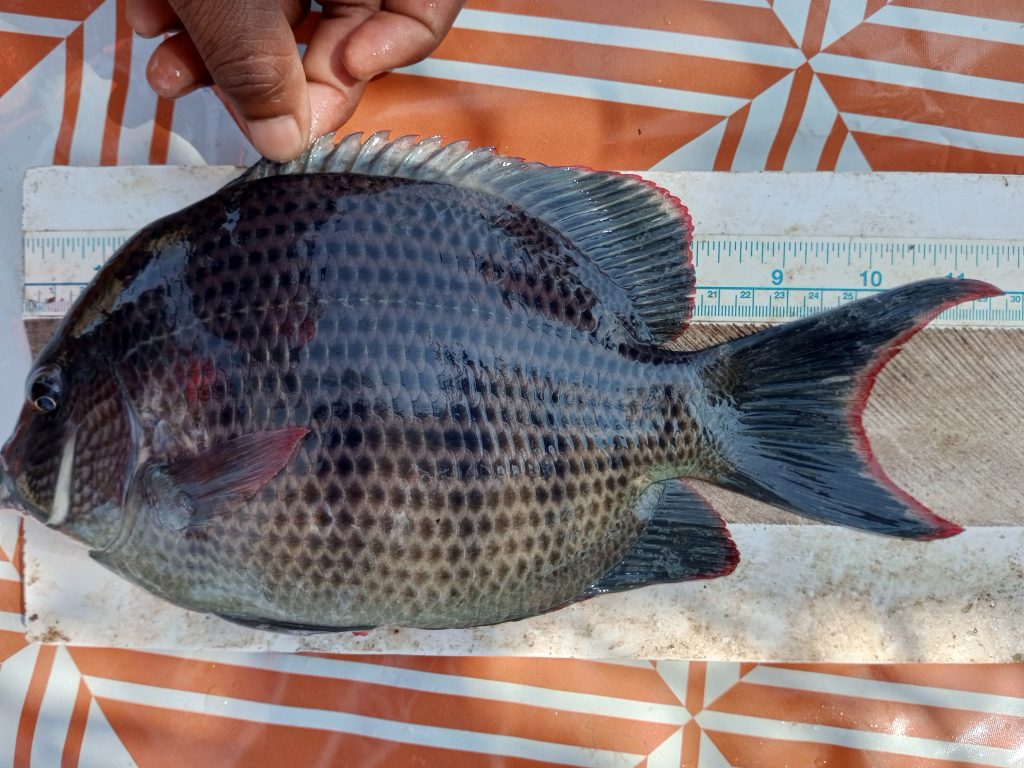 Damba menarambo